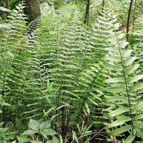 蕨菜根光亮瘤蕨