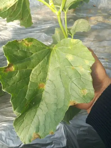 甜瓜病害老师们首看