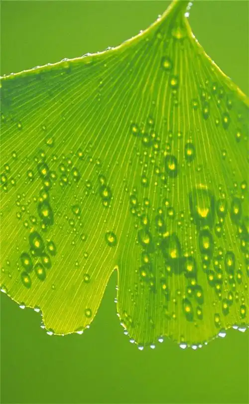 保护眼睛的桌面壁纸,绿色桌面背景图护眼(高清养眼绝美手机壁纸102张)