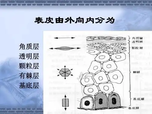 表皮由外向内分为 角质层 透明层 颗粒层 有棘层 基底层