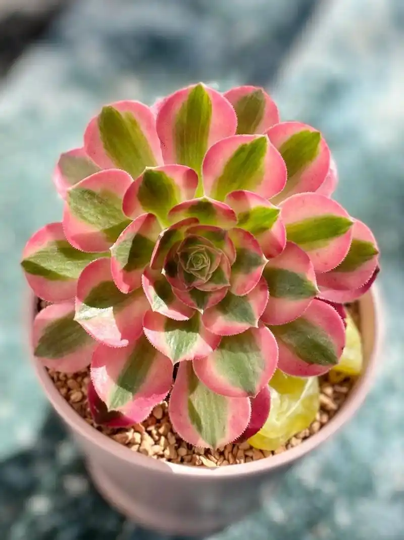 98粉色系多肉的颜值担当～法师"粉女巫" 粉女巫法师是景天科莲花掌