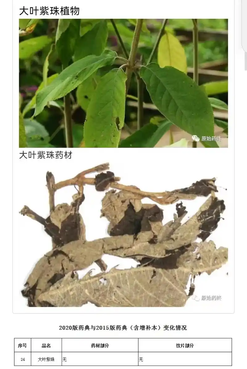 每天学习一味中药 大叶紫珠#中药材 #中药材含量检测@含量 - 抖音