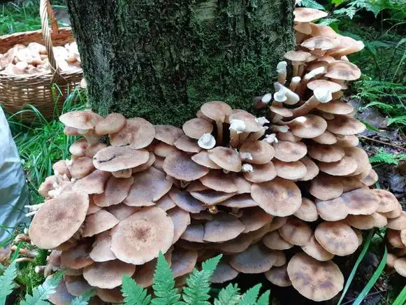 蘑菇生长在北方的一棵树上.蘑菇生长在树皮上的照片.图片