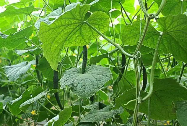 黄瓜叶子发黄,是因为缺乏这种肥料?