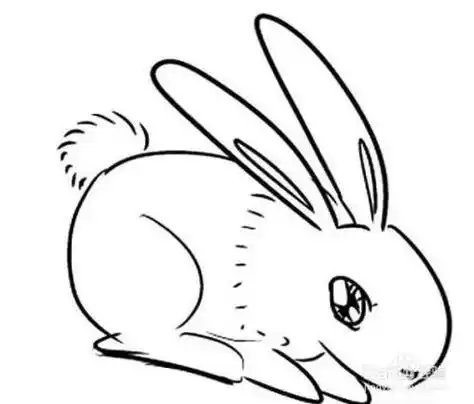 简笔画兔子的尾巴