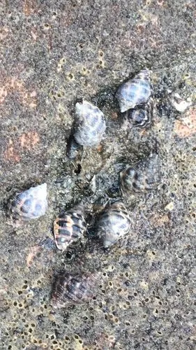 今天海边玩岩石上都是这东西,这个是什么螺,可以吃吗.有知道的吗.