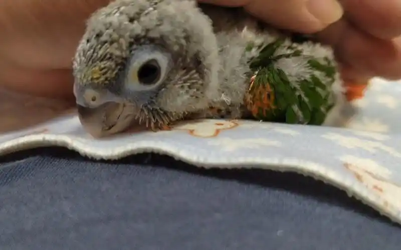 毛茸茸的小太阳鹦鹉宝宝,憨憨的,实在太可爱了