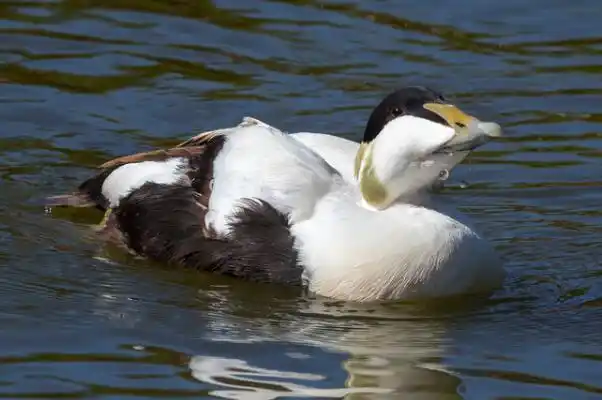 欧绒鸭体型最大绒鸭有生存智慧借助海鸥力量生存