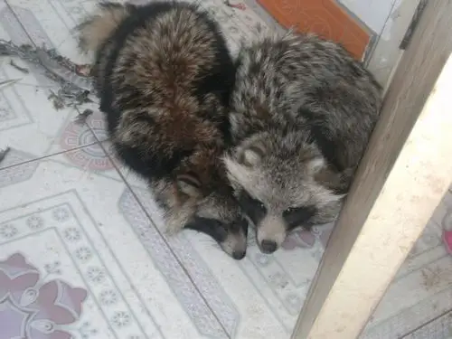 谁有日本真实狸猫照片啊,谢谢.