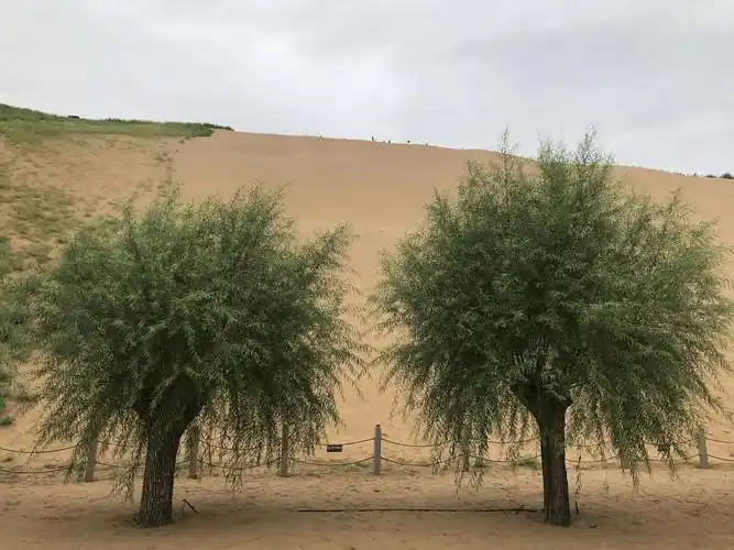 粗壮的沙柳最适合固沙造林.