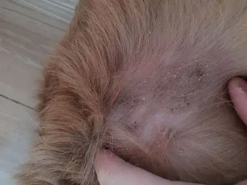 今天突然发现狗狗身上有块没毛了,感觉是癣一样,这是怎么回事,七八个