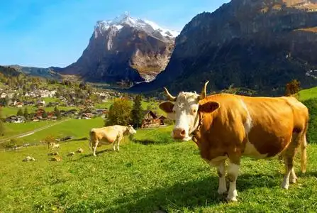 瑞士雅睿奶粉(一)高山牧场篇