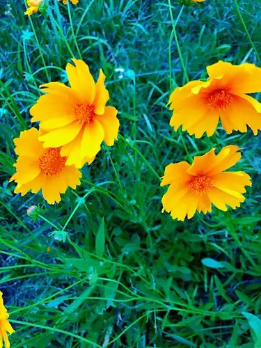 雨后,路边的野花