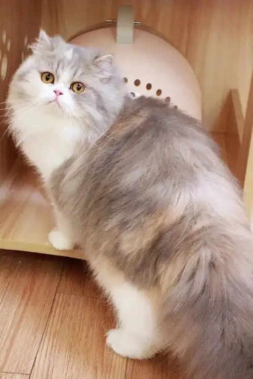 09米努特 三花高地长毛猫 妹妹大体骨架大毛量厚大粗尾巴#米努特