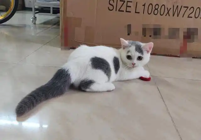 纯种"英短猫"的几个特征,原来很多人养的都是串的!