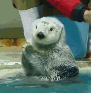 300_308gif 动态图 动图