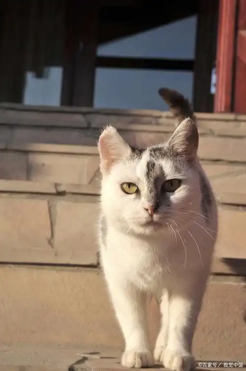 简州猫,一种原产于中国四川省简阳市的本土猫种,历史悠久,深受人们