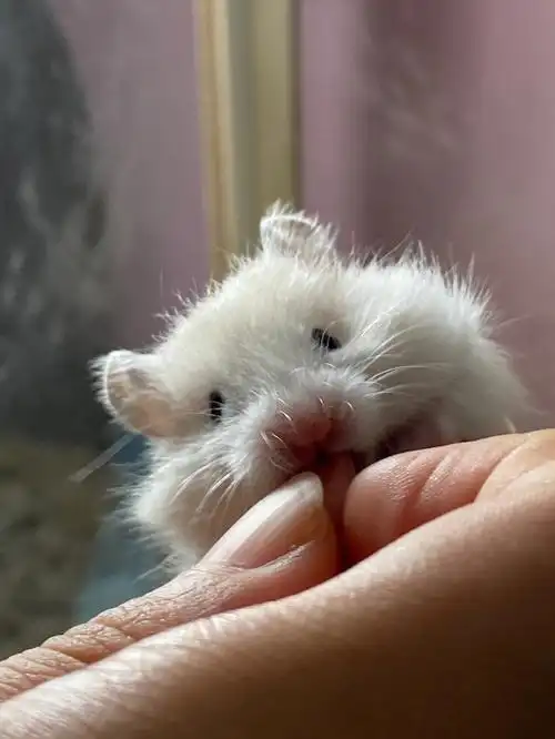 黄波利金丝熊领养北京