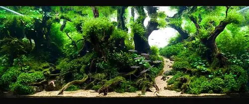 水草造景120cm一米二水草造景阮文林