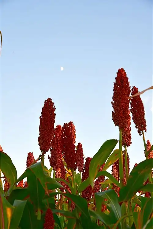 金秋十月红高粱