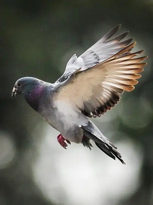 《逆光环境下飞翔的鸽子》 摄影/刘 策