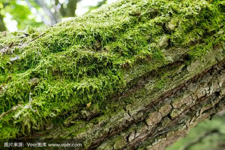 树干上的苔藓