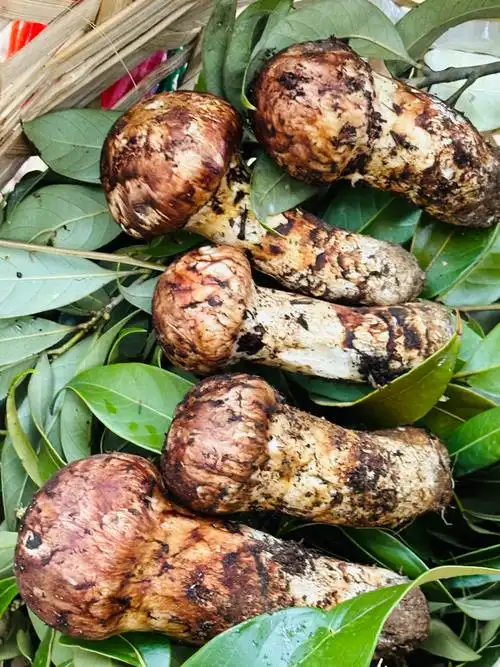 新鲜松茸降至700元一公斤,来"有松茸的地方"品尝山珍之鲜!