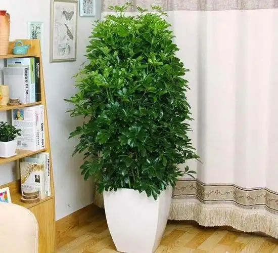 导语:适合室内养的10种花草盆栽,好养易活,茂盛常绿,净化空气提神醒脑