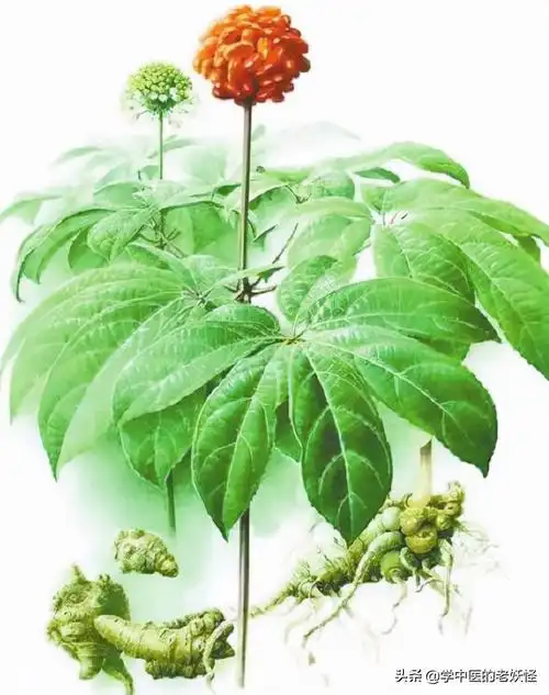 中药是什么药三七粉是什么中药