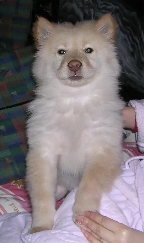 松狮串串来报名