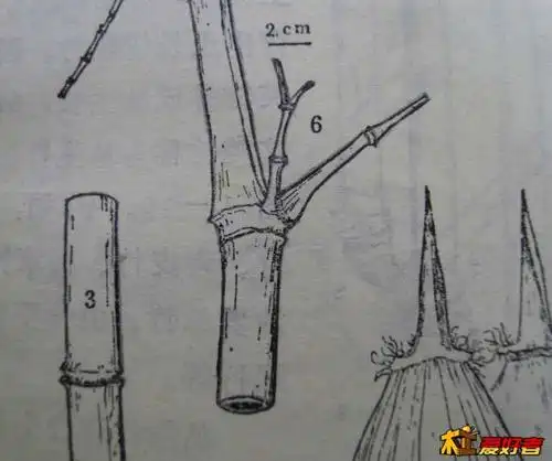 如何三刀刻竹子及竹节结构竹叶的参考图片