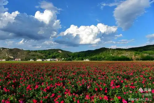 初夏 宝山镇海西玫瑰园已成花海 - 美篇
