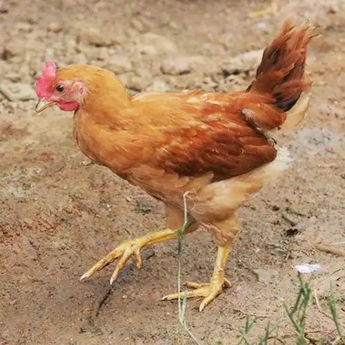 苏北农村散养童子鸡土鸡小公鸡柴鸡草鸡杀活鸡农家散养笨鸡发活鸡