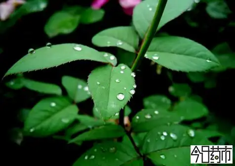 今日药市中药网 - 月季花图片