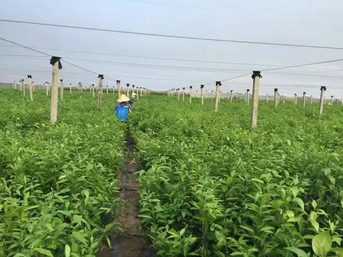网棚脱毒沃柑苗
