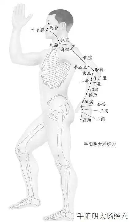微信课堂 | 人体十二正经之一:手阳明大肠经