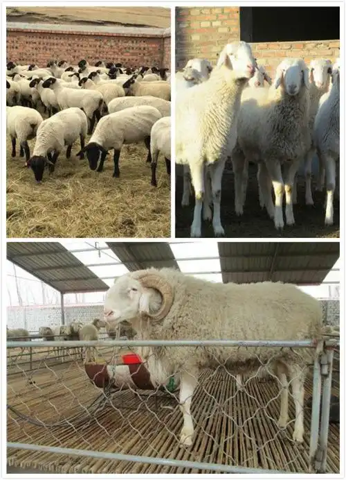 徐州市丰县周边哪里有卖高质量杜寒杂交绵羊的