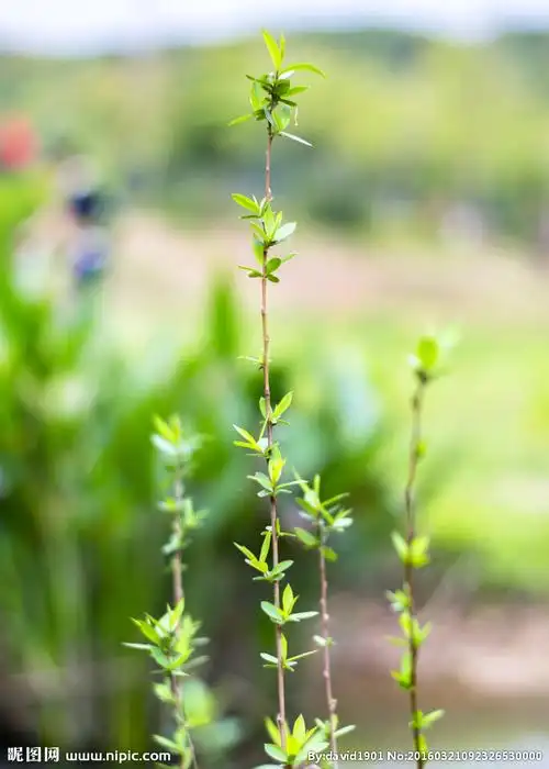 春天小树发芽图片