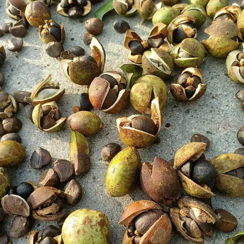 农家高山自产自销的纯天然野生山茶油原料茶籽