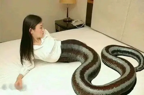 四川发现一条美人蛇