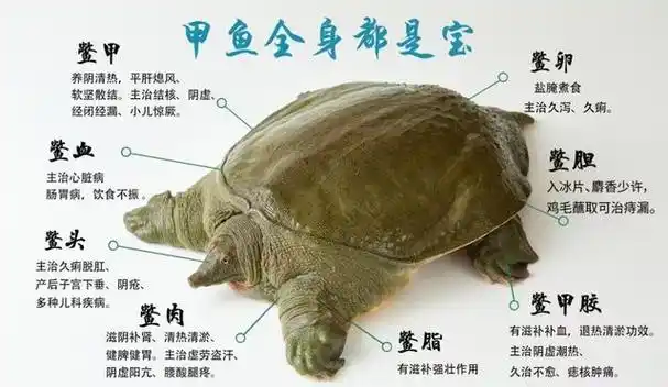 甲鱼功效和作用(甲鱼功效和作用本草纲目)
