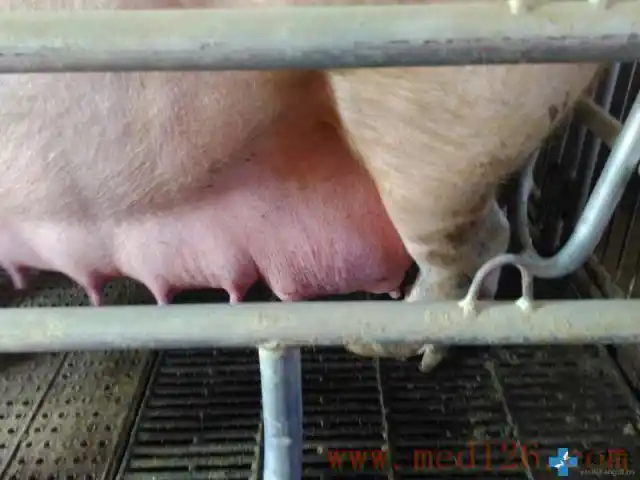 养猪疾病问诊:妊娠母猪乳房肿大