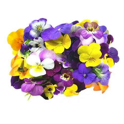 新鲜三色堇50朵蝴蝶花迷你鸢尾花猫儿花食用鲜花西餐摆盘烘焙