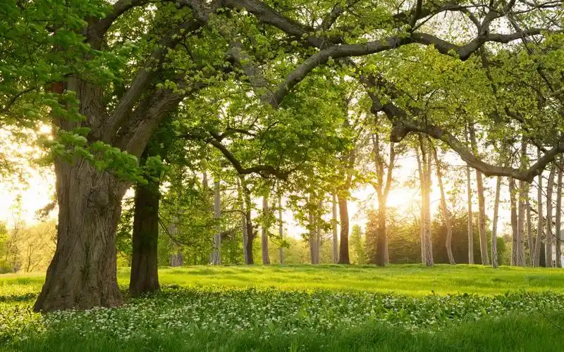 森林里唯美自然风光,高清图片,电脑桌面-壁纸族