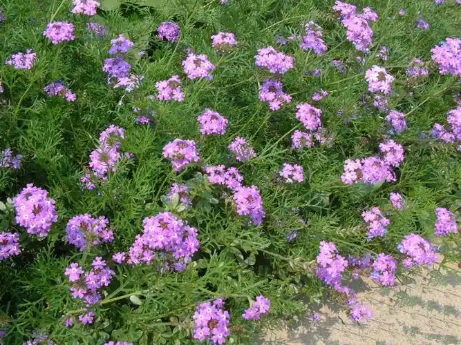 p>美女樱是 a target="_blank" href="/item/马鞭草科/2951374" data