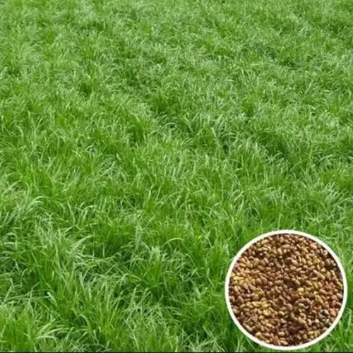 绿化耐寒草坪草籽
