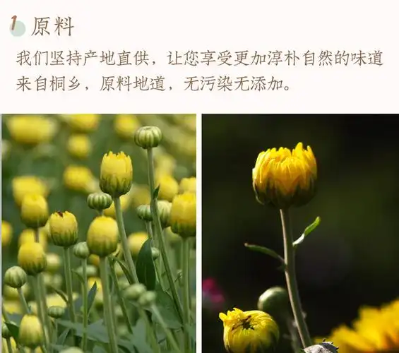 正宗桐乡特级野生胎菊王胎菊菊花清热下火茶小包茶包贡菊花