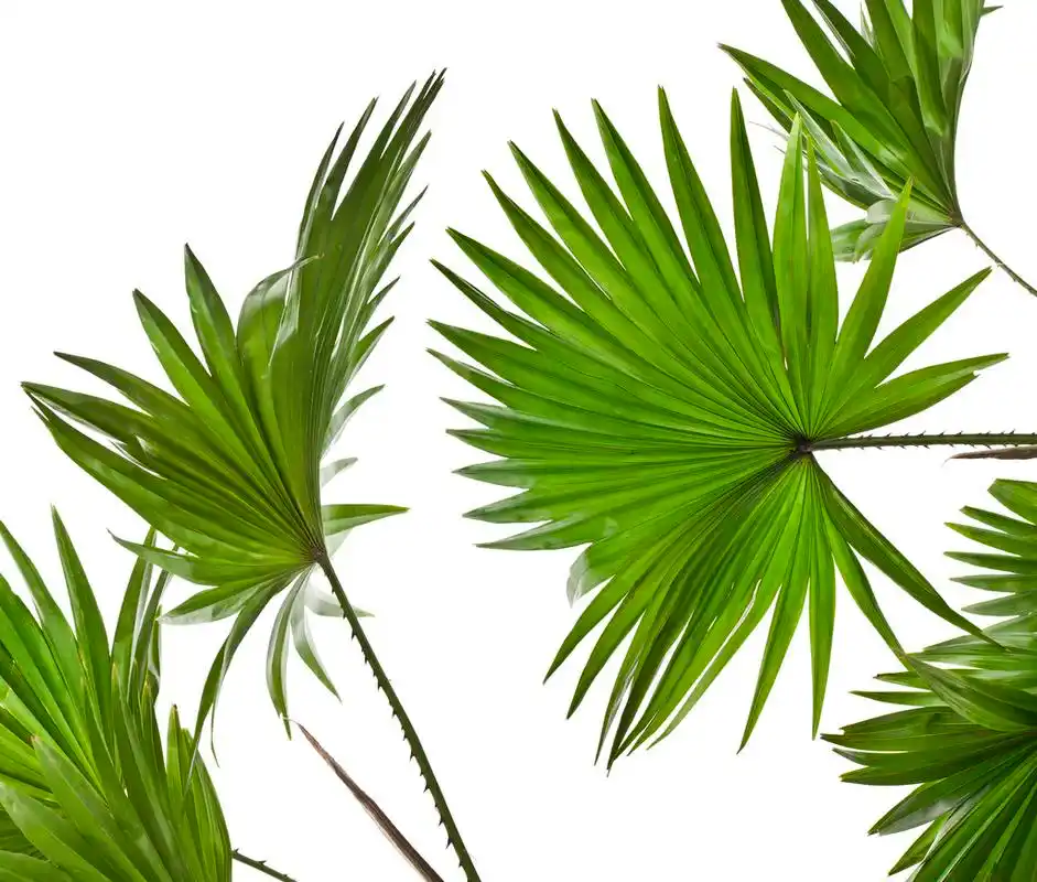 孤立在白色背景上的绿色棕榈叶 (蒲圆叶棕榈树)