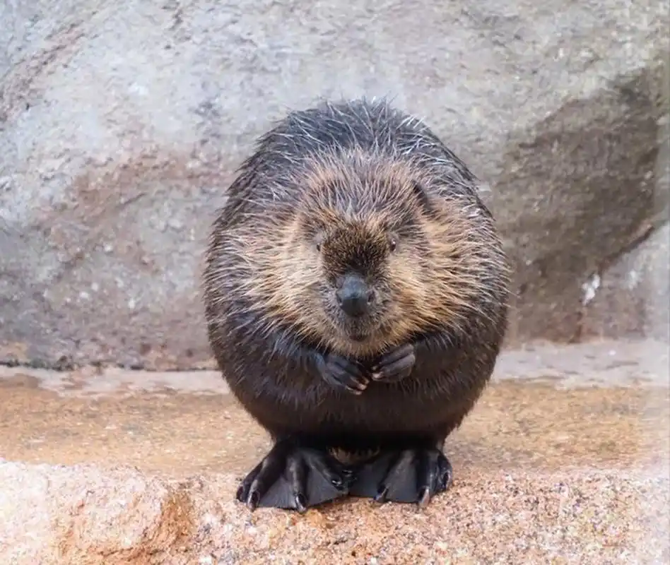 好可爱的河狸,怎么长得这么圆呢![大笑]