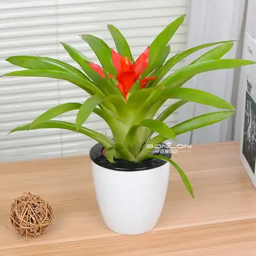 小红星凤梨鸿运当头小盆栽绿植花卉办公桌防辐射桌面植物